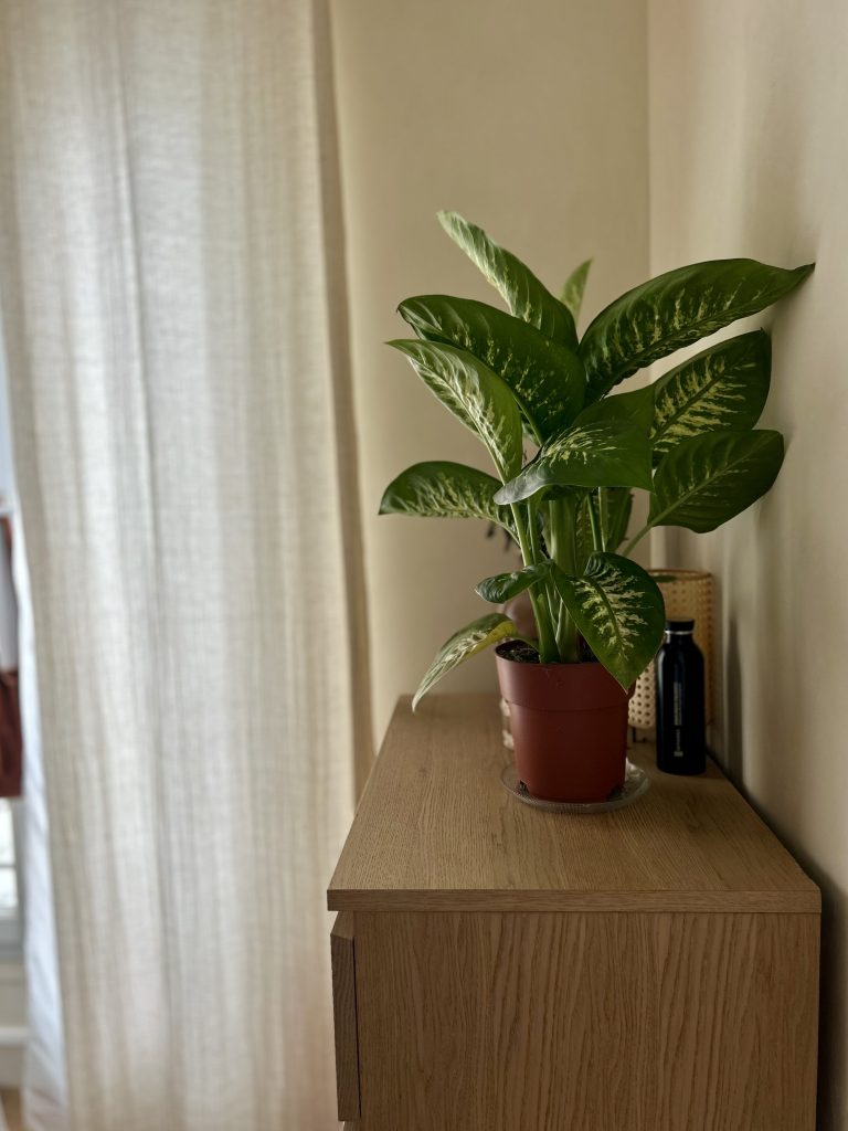 Studio parisien 21m² – détail décoration naturelle avec plante verte et meuble bois clair